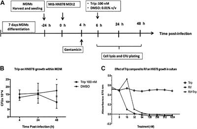 Triptolide Modulates the Expression of Inflammation-Associated lncRNA-PACER and lincRNA-p21 in Mycobacterium tuberculosis–Infected Monocyte-Derived Macrophages